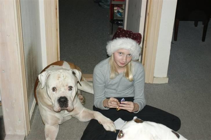 Amerikansk bulldog Kronjuul's Alexis (himmelhund(e)) - Total hygge på gulvet. billede 6