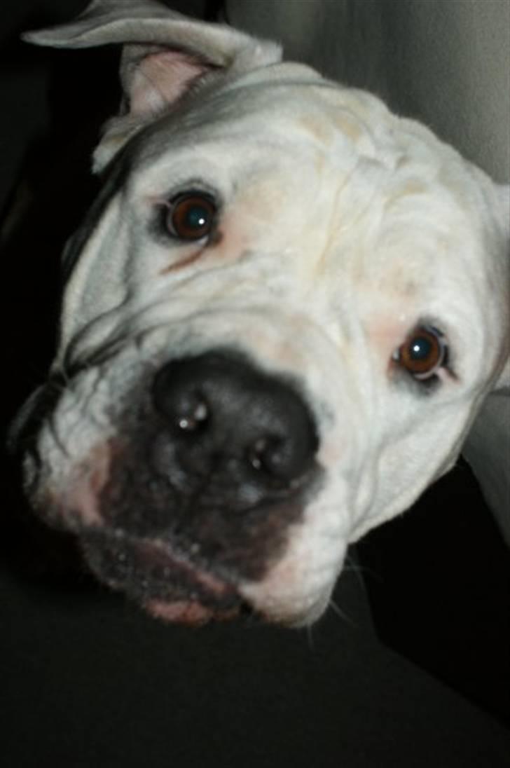 Amerikansk bulldog Kronjuul's Alexis (himmelhund(e)) billede 7