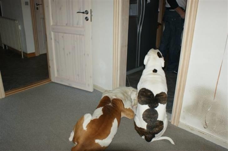 Amerikansk bulldog Kronjuul's Alexis (himmelhund(e)) billede 8