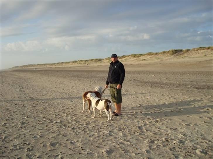 Amerikansk bulldog Kronjuul's Alexis (himmelhund(e)) billede 9