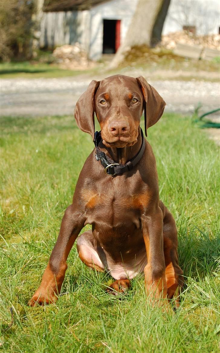 Dobermann Dobergaarden F.  Apollo - Apollo 10 uger billede 6