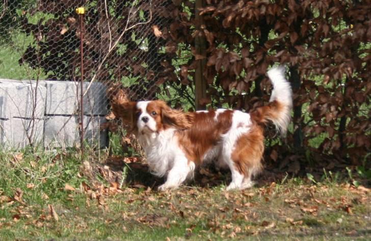 Cavalier king charles spaniel Popeye - Hovsa mor kaldte! billede 6