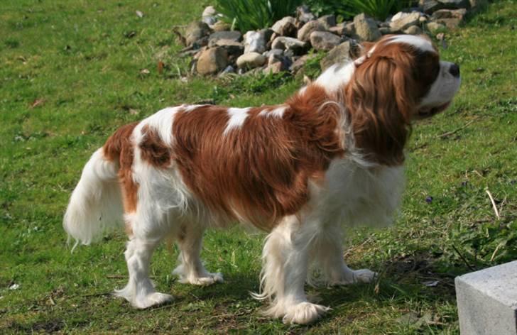 Cavalier king charles spaniel Popeye - Popeye i haven billede 7