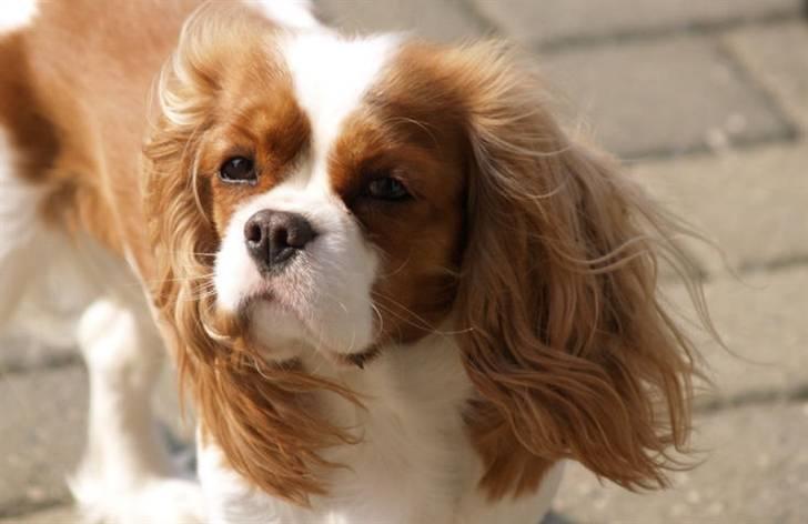 Cavalier king charles spaniel Molly billede 1