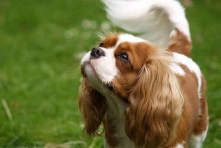 Cavalier king charles spaniel Molly - molly, sommeren 2008 billede 2