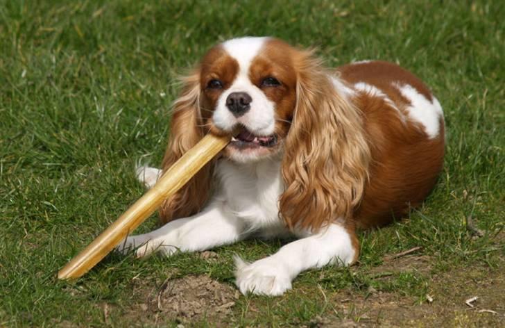 Cavalier king charles spaniel Molly - Har fået en ordentlig "gnaver" billede 3