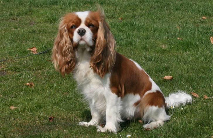 Cavalier king charles spaniel Molly - Forår 2009 - har haft 1 kuld hvalpe i mellemtiden billede 4