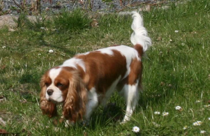 Cavalier king charles spaniel Molly - Undersøger den nye have. 2009 billede 5