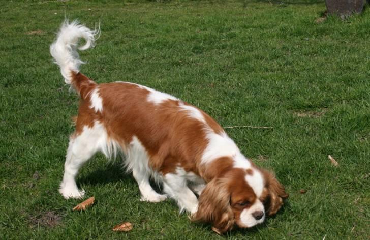 Cavalier king charles spaniel Molly - Jeg tror altså der ligger lidt Schnauzer i denne race. billede 6