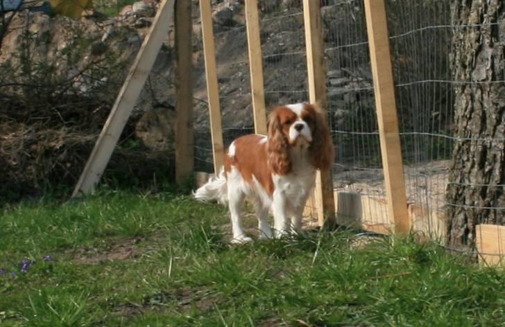 Cavalier king charles spaniel Molly - Joeh, nu kan vi komme langt omkring. billede 7