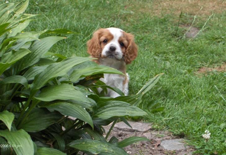 Cavalier king charles spaniel Molly - Der var engang, at jeg var meget lille! billede 8