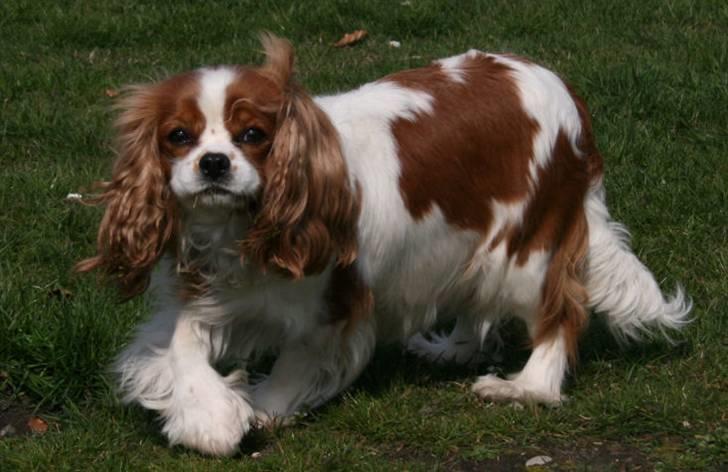 Cavalier king charles spaniel Bella - Bella stor og trind og 3 uger tilbage. billede 12