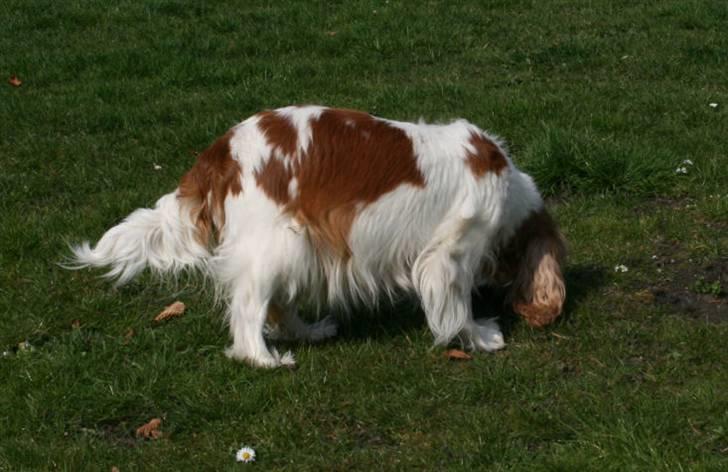 Cavalier king charles spaniel Bella - Bella i haven 2009 billede 13