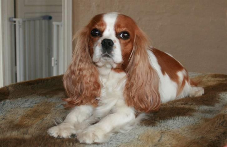 Cavalier king charles spaniel Bella - Ny soigneret billede 14