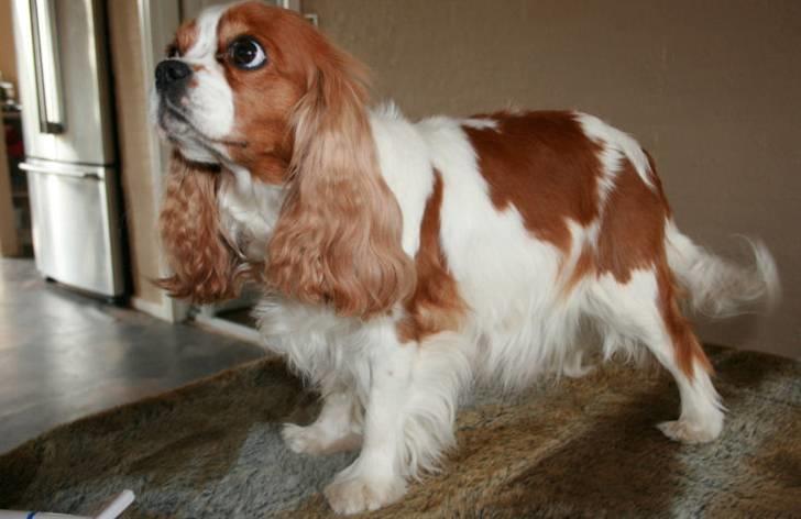 Cavalier king charles spaniel Bella - Jo, jo, flot pige!! billede 15