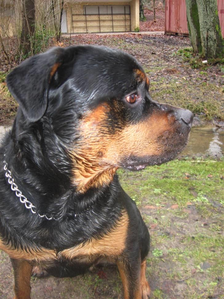 Rottweiler Kingzo - 4 år og våd... billede 8