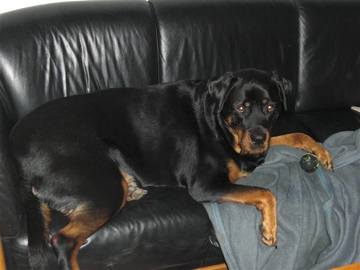 Rottweiler Elmo billede 2