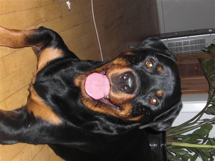 Rottweiler Elmo billede 3