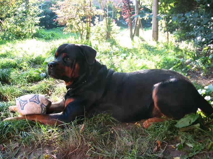 Rottweiler Kingzo - Kongen billede 9