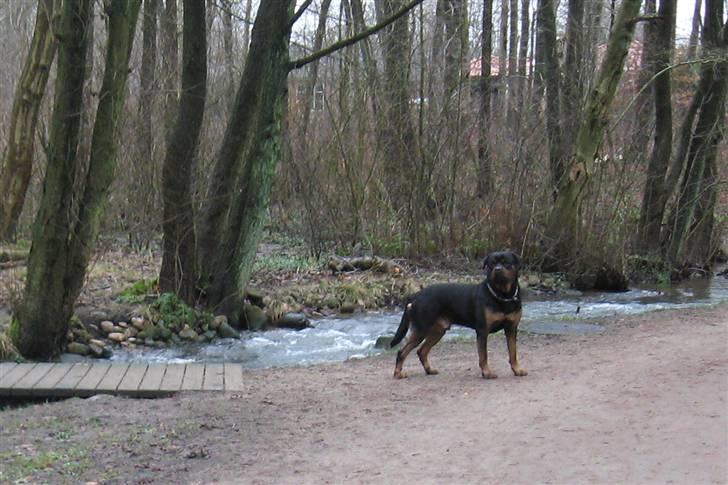 Rottweiler Kingzo - Du lovede ænder... hvor er de? billede 10
