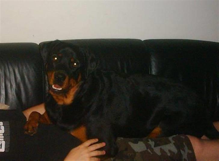 Rottweiler Elmo billede 4