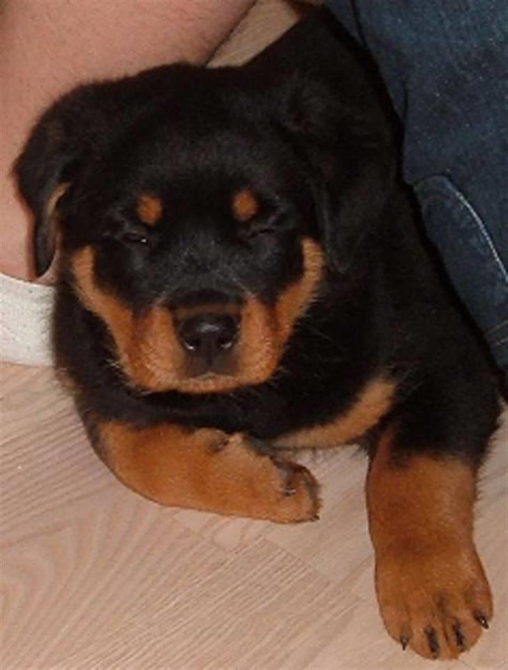 Rottweiler Elmo billede 5