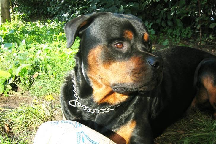 Rottweiler Kingzo - Var det en kat? billede 11