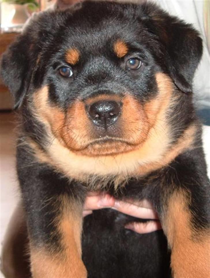 Rottweiler Elmo billede 6
