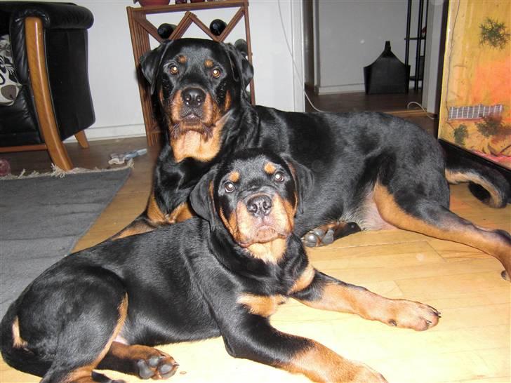 Rottweiler Elmo billede 7