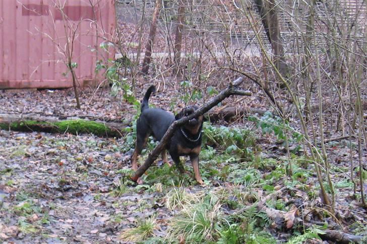 Rottweiler Kingzo - jo større jo bedre!! billede 12