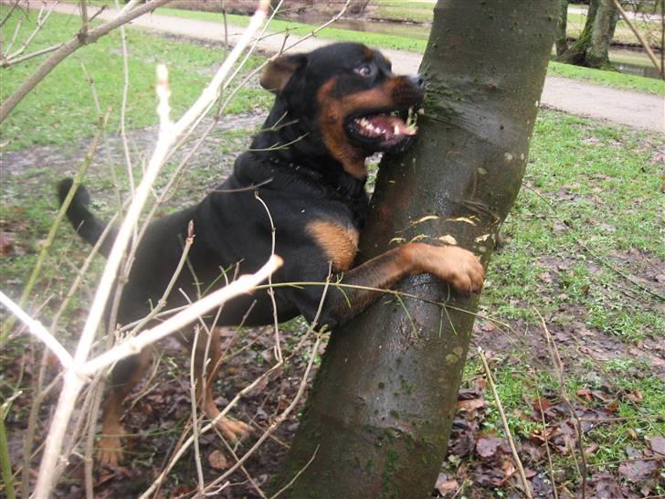 Rottweiler Kingzo - Fødte optimist, intet er for stort... billede 13
