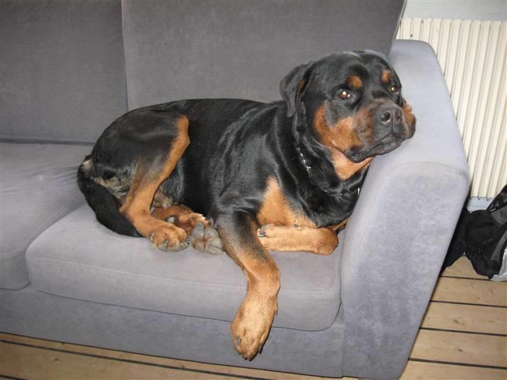Rottweiler Kingzo - afslapning, kingzostyle... billede 15