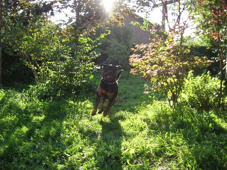 Rottweiler Kingzo - JEG FIK BOLDEN... billede 16