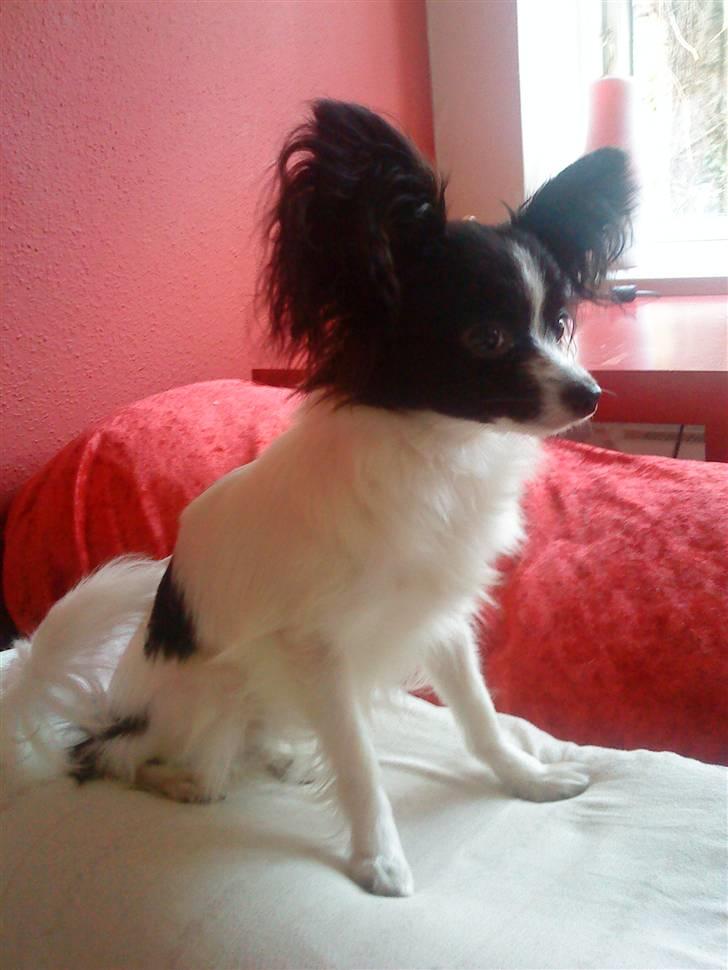 Papillon Silke <3 - Prinsessen <3 billede 1