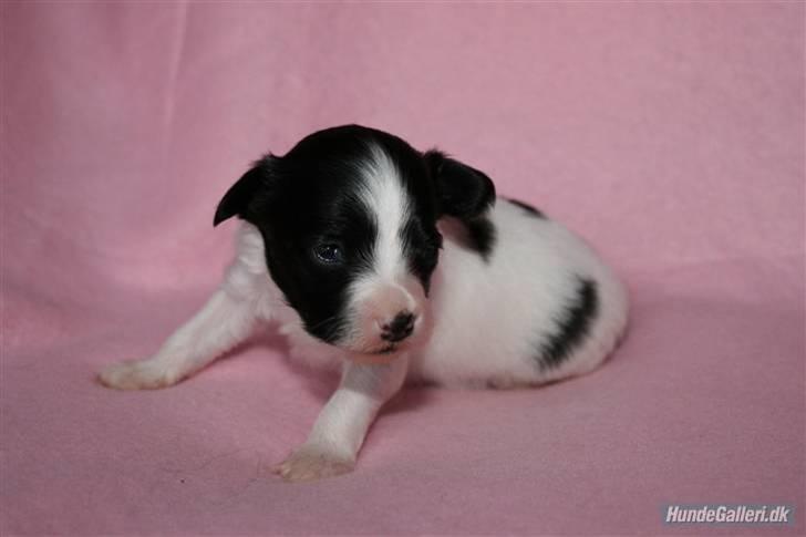 Papillon Silke <3 - baby´silke <3 billede 2