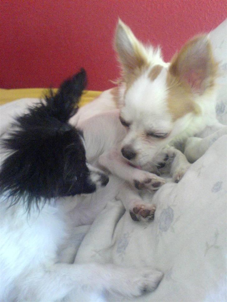 Papillon Silke <3 - Silke og Harley <3 billede 3
