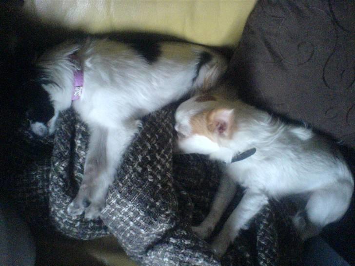 Papillon Silke <3 - Silke og Harley sover synkront :D billede 4