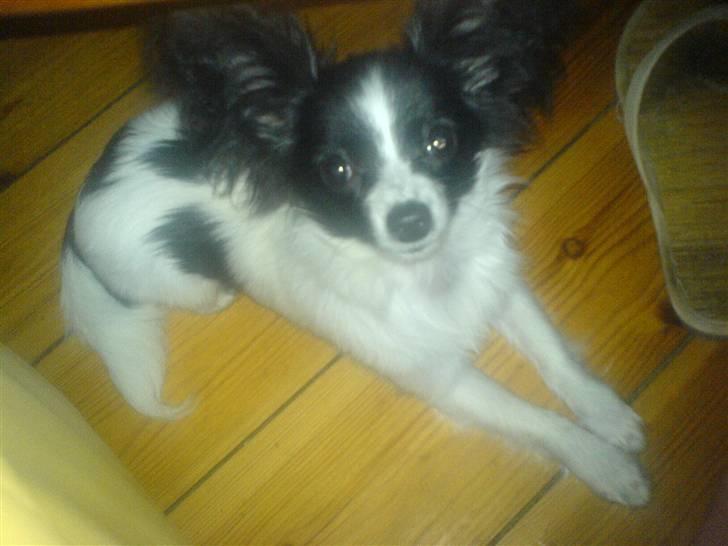 Papillon Silke <3 - Smukke <3 billede 5