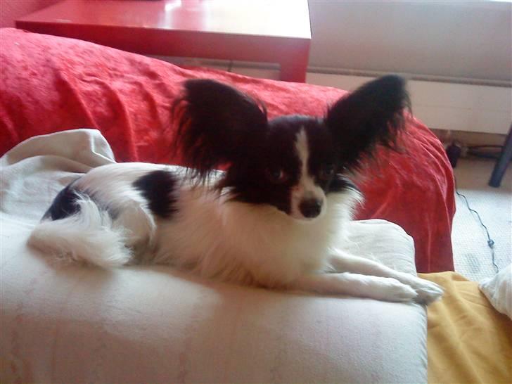 Papillon Silke <3 - Prinsessen på ærten ;) billede 6