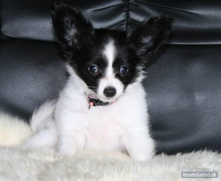 Papillon Silke <3 - <3 billede 7