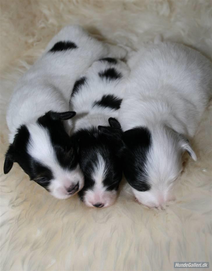 Papillon Silke <3 - Silke i midten :) billede 8