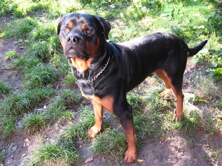 Rottweiler Kingzo - hvad er det egentligt, de hele tiden laver med den lille skinnende firkant?? billede 17