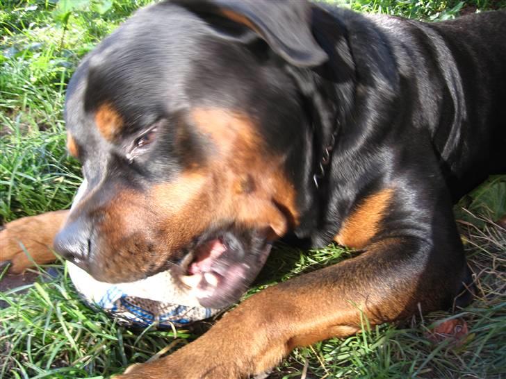 Rottweiler Kingzo - MIN bold... billede 18