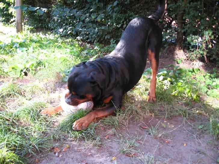 Rottweiler Kingzo - Seriøst... MIN bold... billede 19