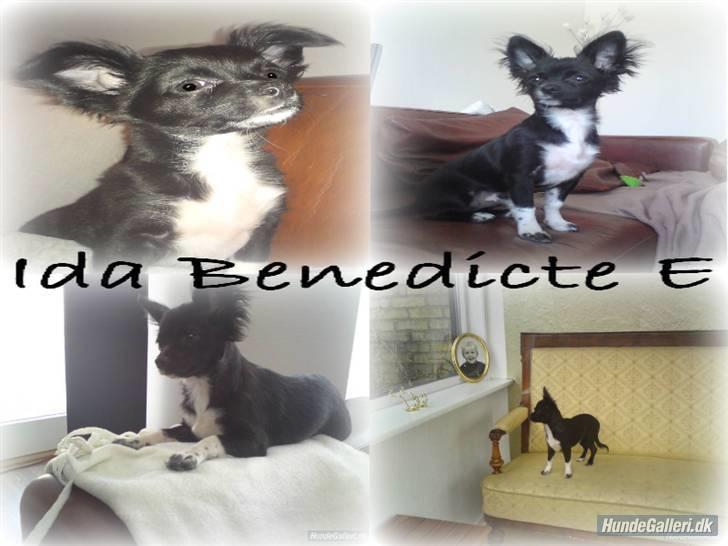 Chihuahua Magnus. billede 11