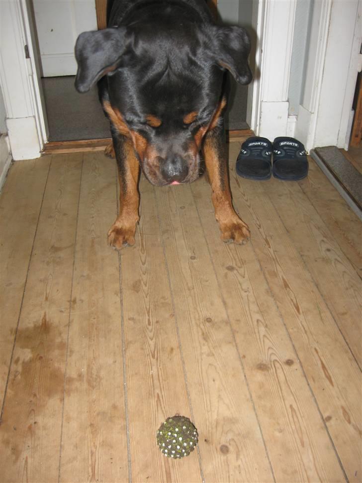Rottweiler Kingzo - LEGE LEGE LEGE LEGE LEGE LEGE LEGE................... billede 20