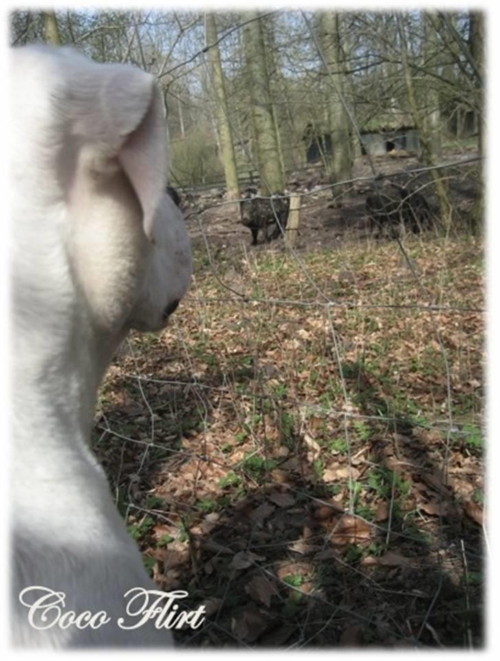 Amerikansk bulldog Coco Flirt - Vildsvin er nogle mææærkelige nogle..! billede 13