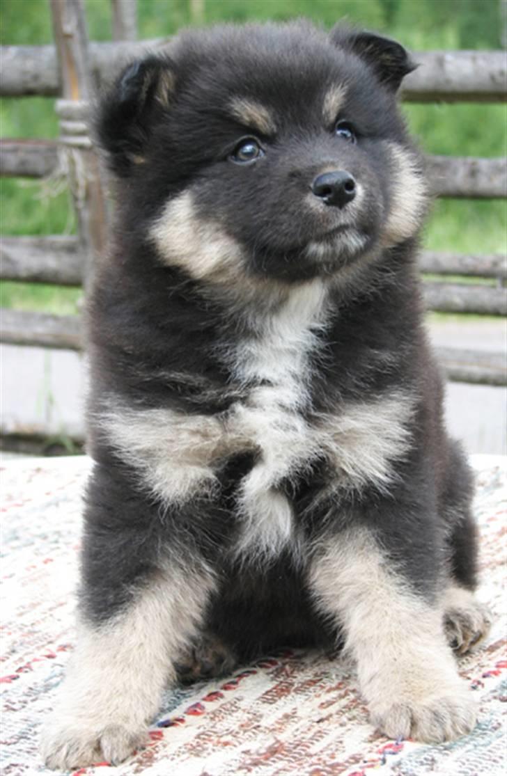 Finsk lapphund DKCH Fjällfarmens Oliwia - Ollie 6 uger :) billede 35
