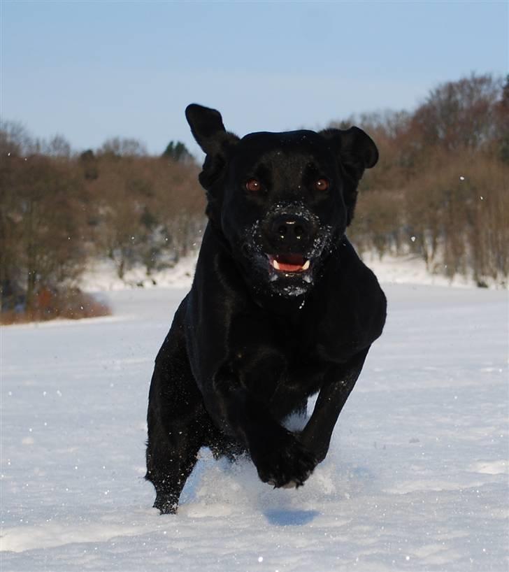 Labrador retriever Bobby*R.I.P.* - Jeg eeeelsker at pøle rundt i sneen :o) 30. jan. 2010 billede 9