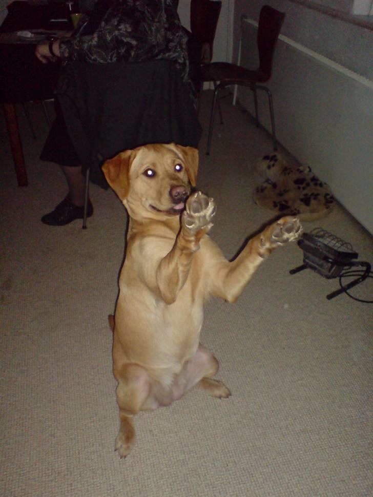 Labrador retriever Maggie - se jeg sider meget pænt. billede 8